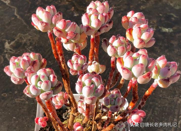 都说多肉漫画汤姆很娇气，我偏偏就不信，夏天也要丢在外面全露养