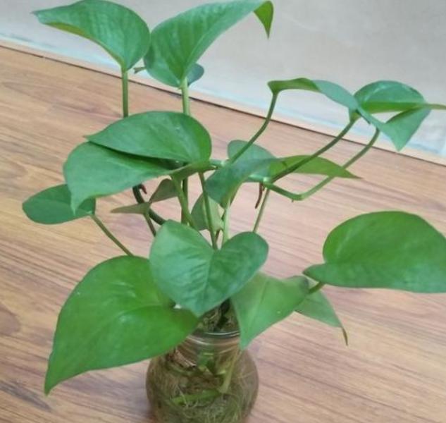 水培绿萝根系发黑是怎么回事,水培绿萝根系长了需要剪掉吗