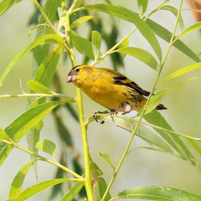 想养鸟怎么省钱,想养鸟是什么性格
