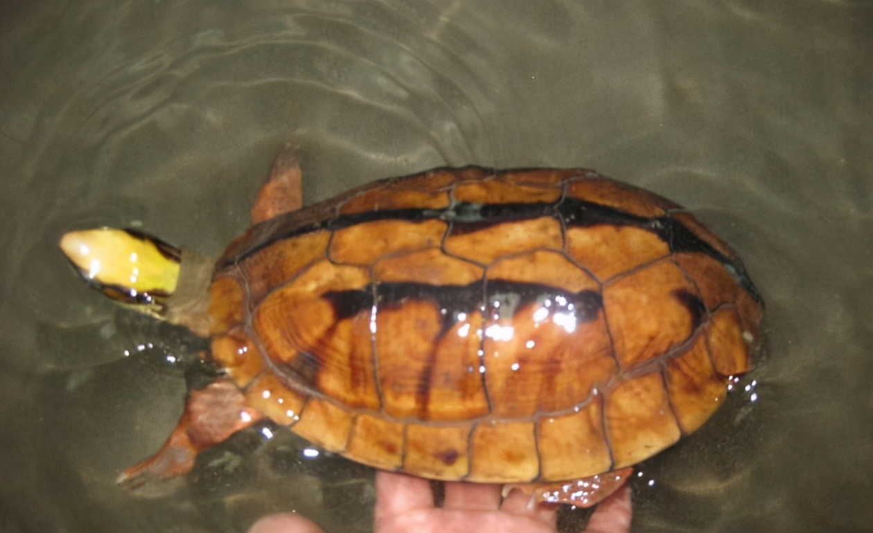 龟类纪录片,龟类图片