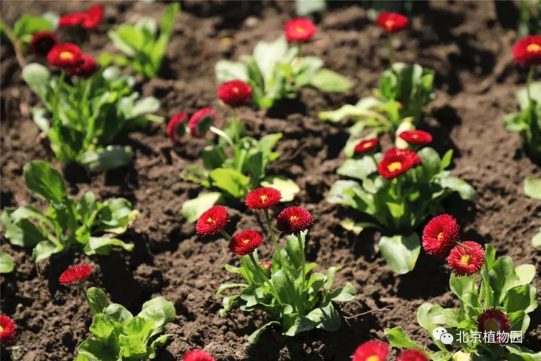 中国科学院植物研究所北京植物园,北京植物园有牡丹花还有什么花