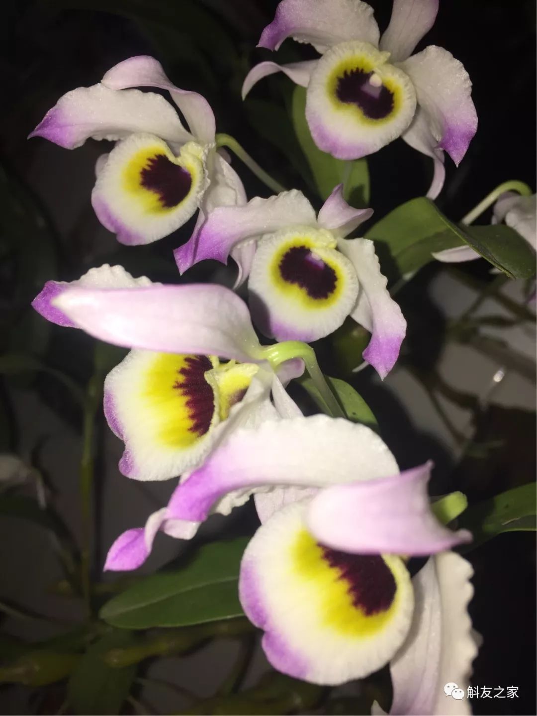 石斛兰叶子黑尖,石斛兰的茎杆子黄了怎么办