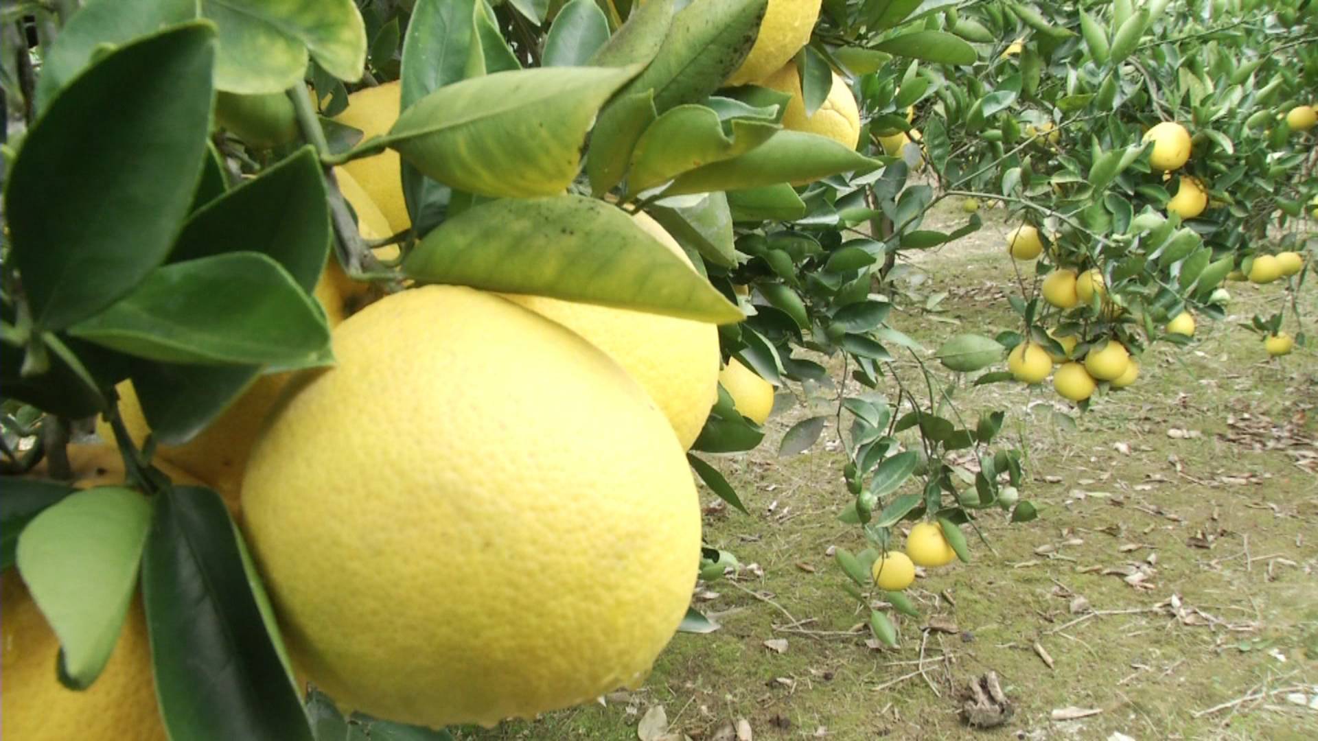 七旬老两口一生只种这种柚子,甜中带酸还能治病!市场行情怎么样?