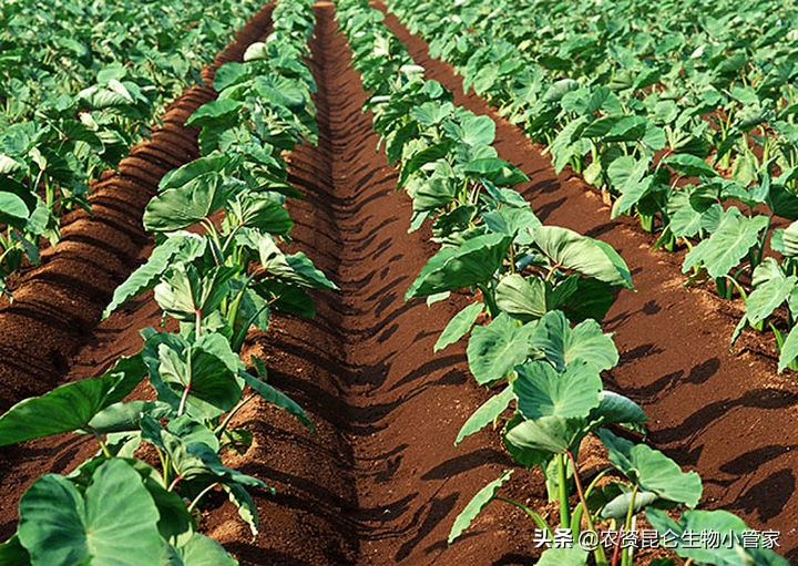 芋头烂叶病前期是什么样,芋头烂根怎么治疗最好