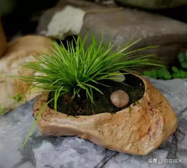 赞美菖蒲盆景的诗句,盆景诗词经典赏析