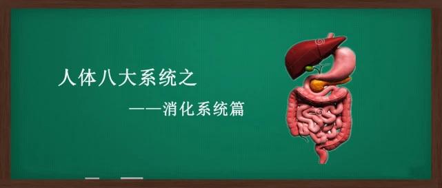 人体的八大系统免疫与营养,人体八大系统作用