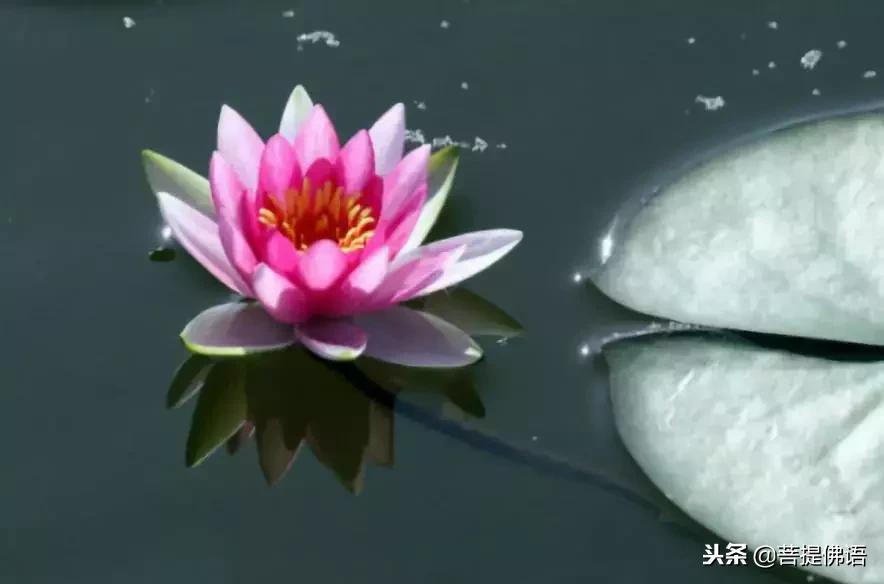 五个佛家禅理小故事,佛教智慧小故事