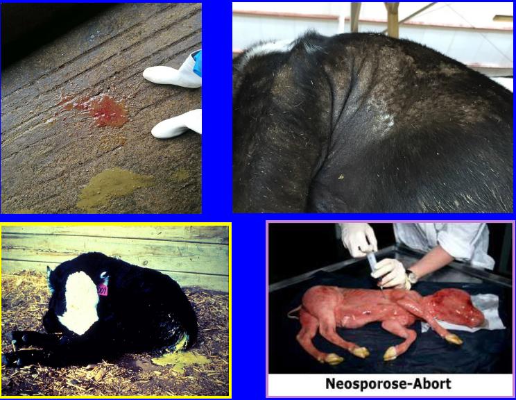 中国农大预防兽医,中国农业大学潘保良