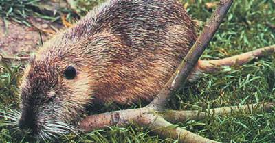 别再骗农民了，农村人宁愿在家躺着也不养这3种东西，谁养谁赔