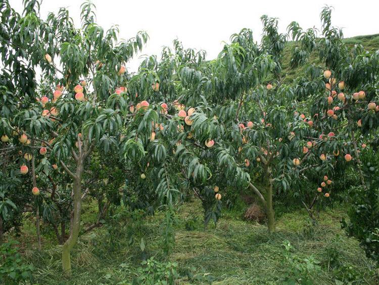 多效唑的使用方法及注意事项,多效唑能不能控旺多效唑