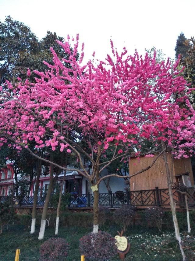 老村长可以兑什么喝,老村长喝什么