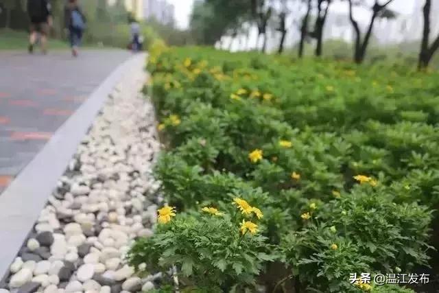 温江健身步道路径,温江健身最好的地方