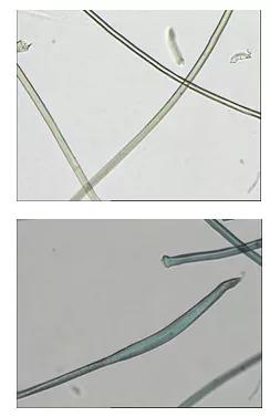 纯聚酯纤维的外观特点,聚酯纤维是一种化纤