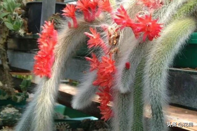 猴尾柱花苞的样子,猴尾柱开花品种大全