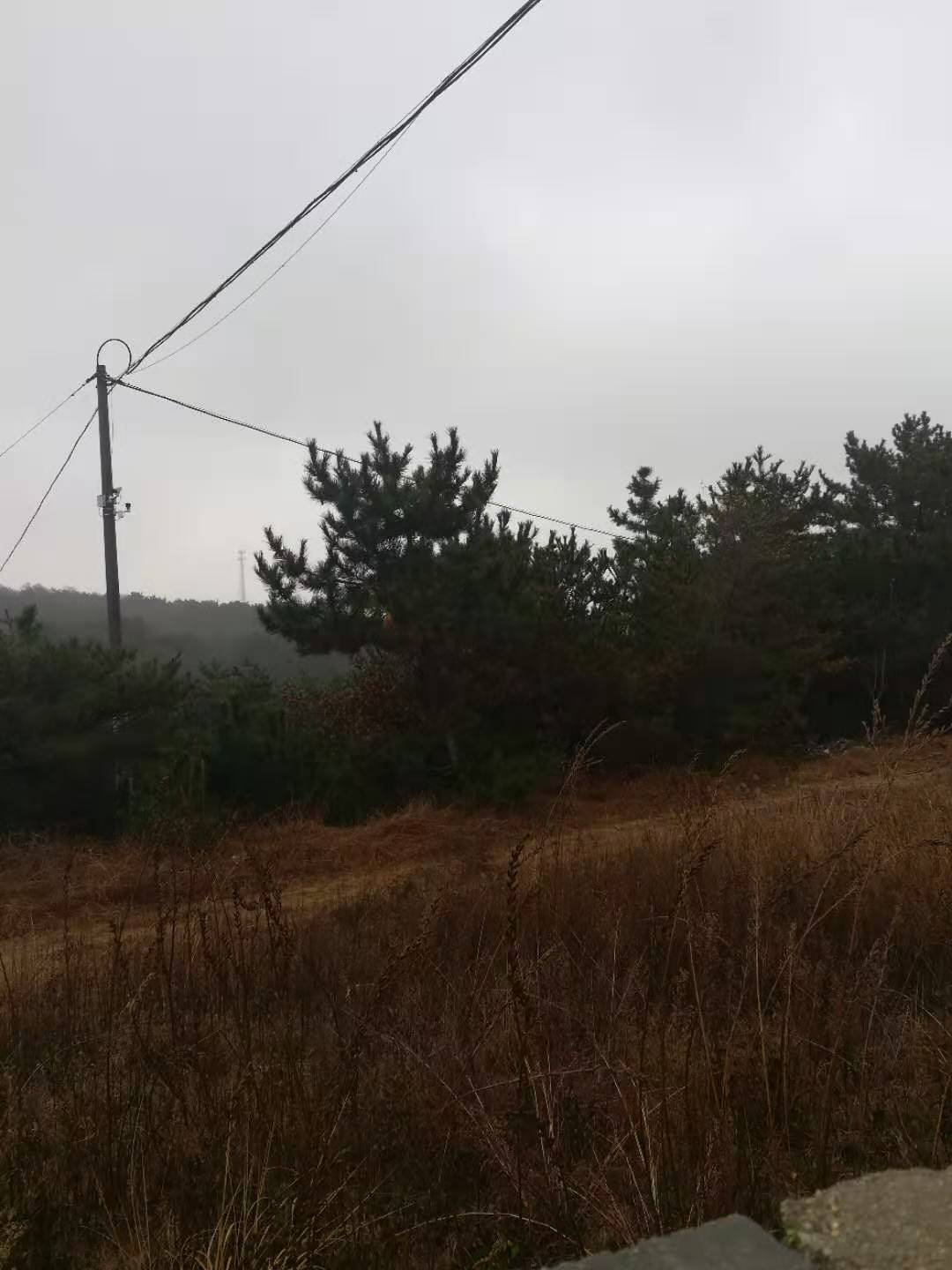 杂文系列四十一：冬天的蜜蜂不能冻死？，适者生存罢了