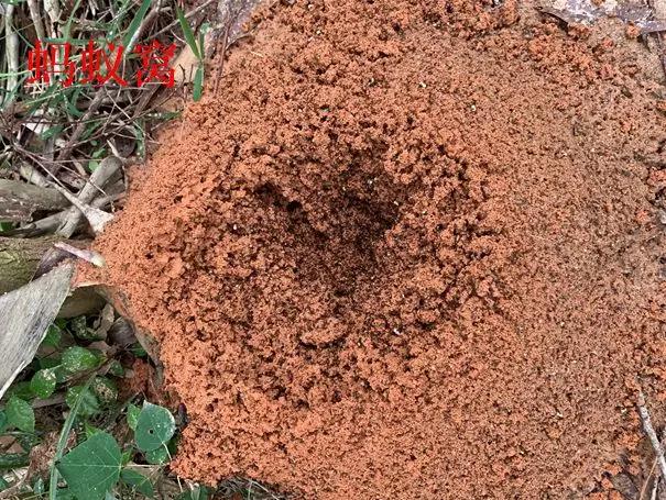 这6种碎渣渣，养花当土又当肥，比激素还有劲儿