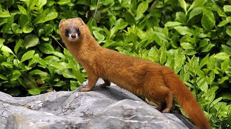 养殖黄鼠狼前景怎么样,黄鼠狼养殖有什么前景