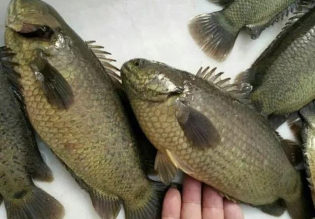 美味但少有人吃，有着强悍的“鱼生”，却被钓鱼人叫成“过街鼠”