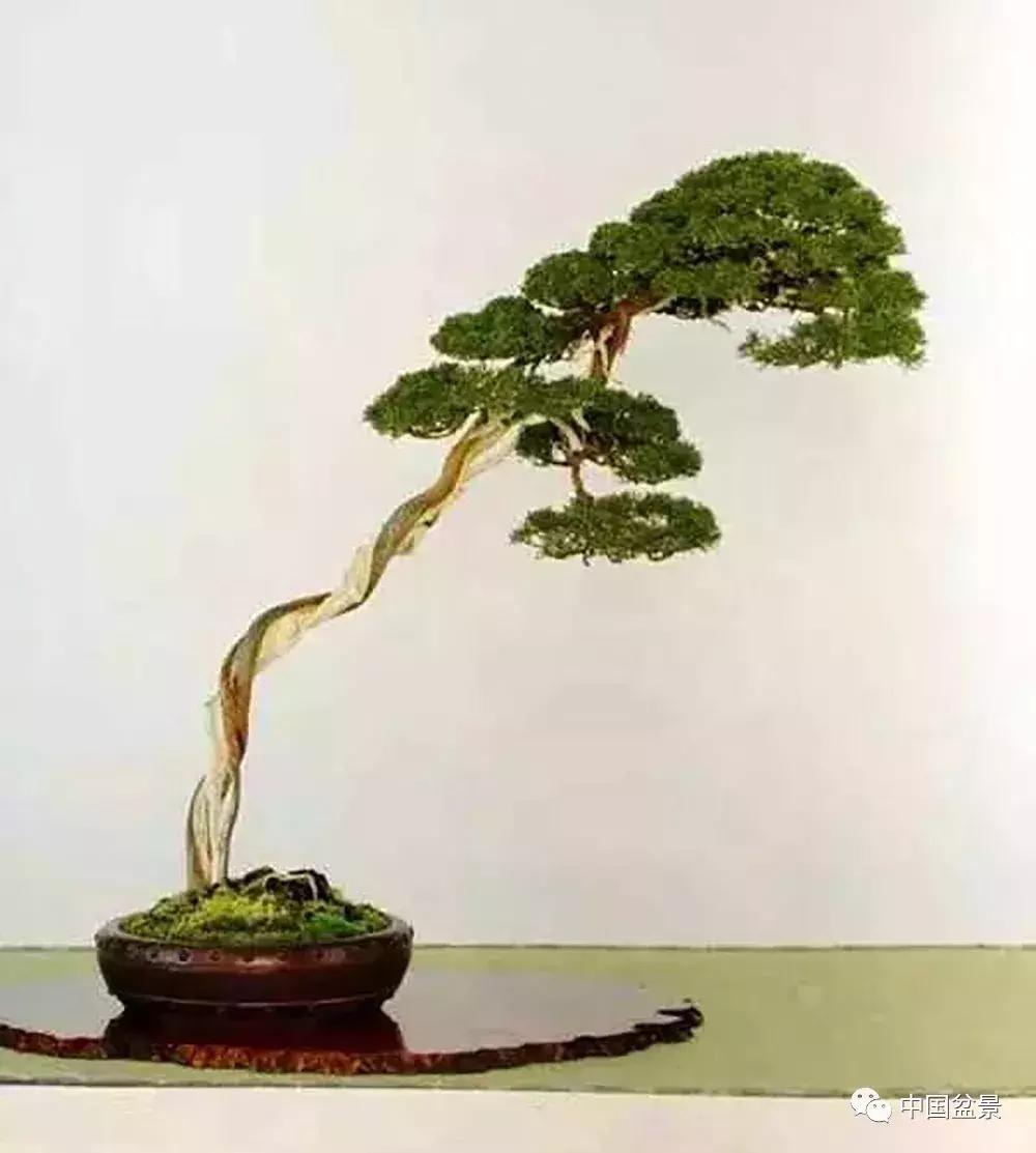 盆景植物最好养的,好养易活的盆景植物有哪些