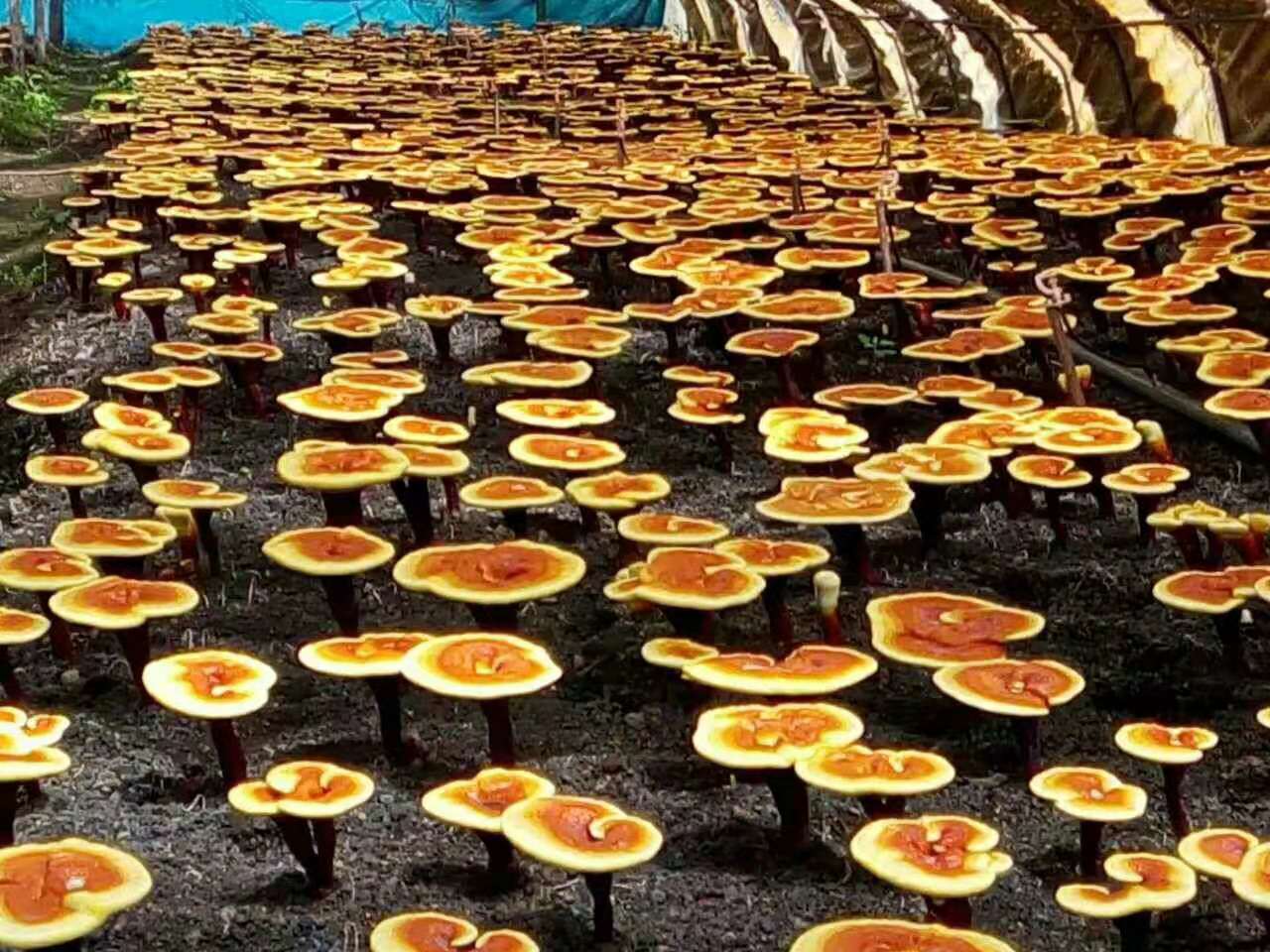 姚在强巧种灵芝奔小康