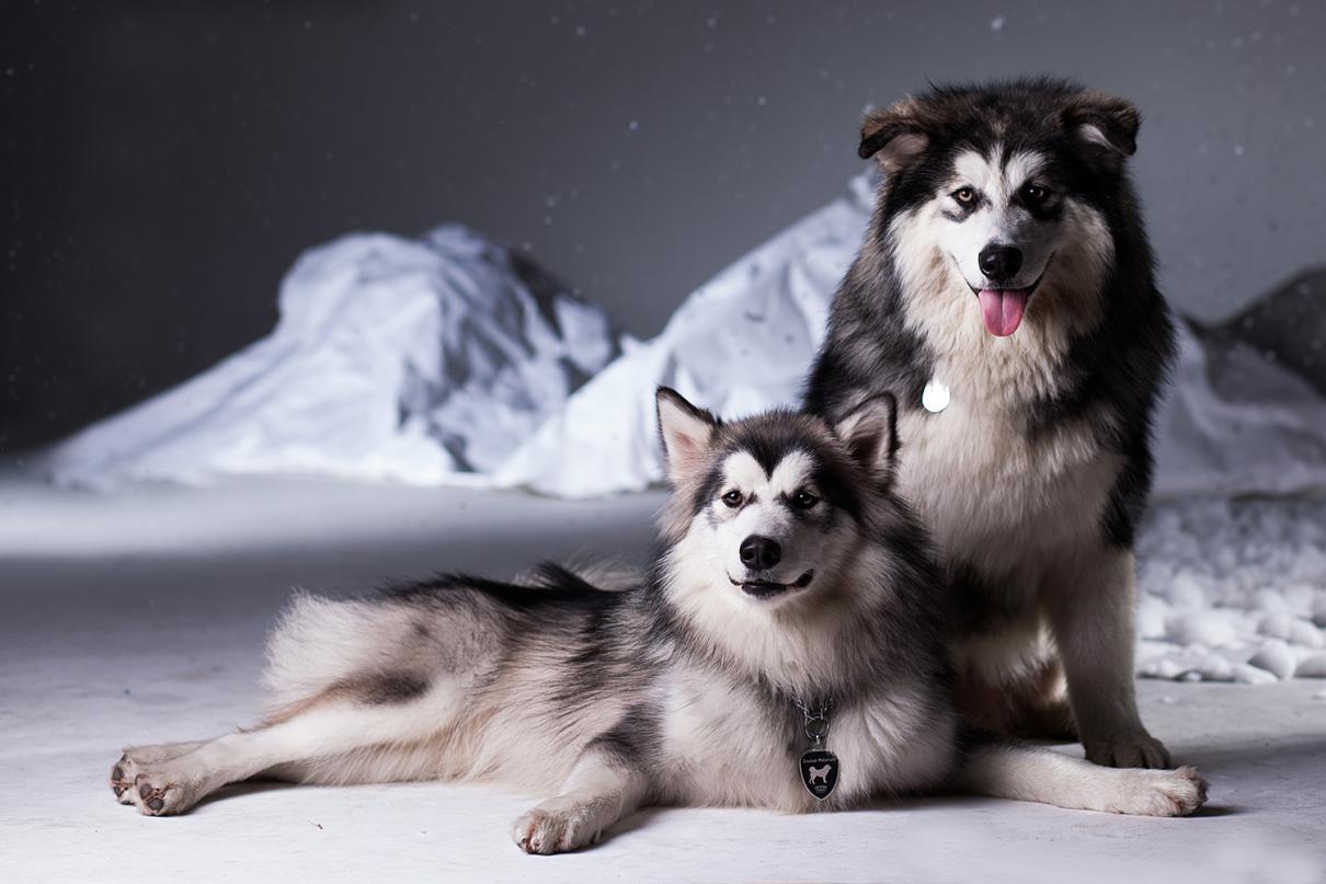 盘点各种品种的狗狗,狗狗可以吃的12个品种