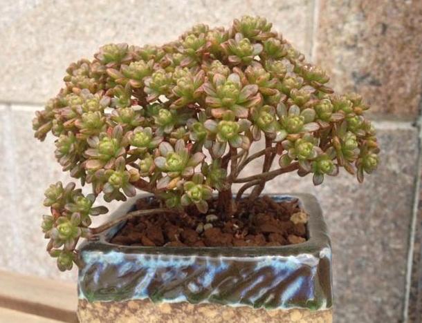 怎么挑多肉,最不易徒长的多肉排名