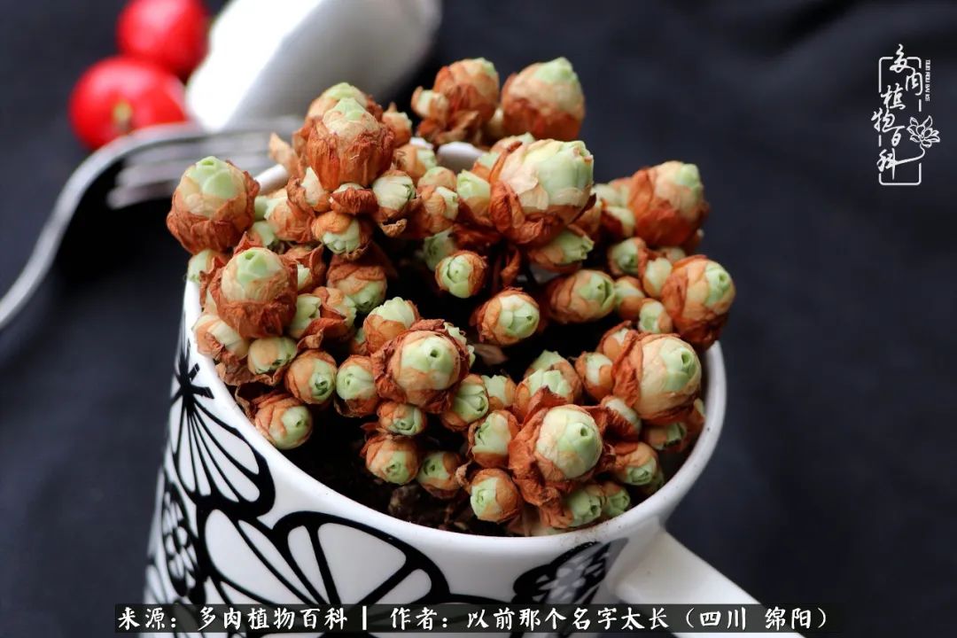 山地玫瑰夏天,夏季的山地玫瑰