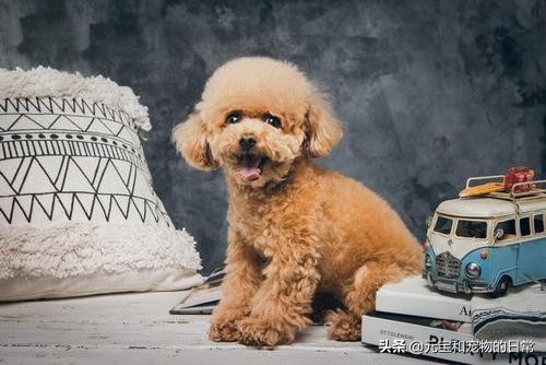 公认最好养的这几种狗狗,十种最好养的狗狗优缺点是什么