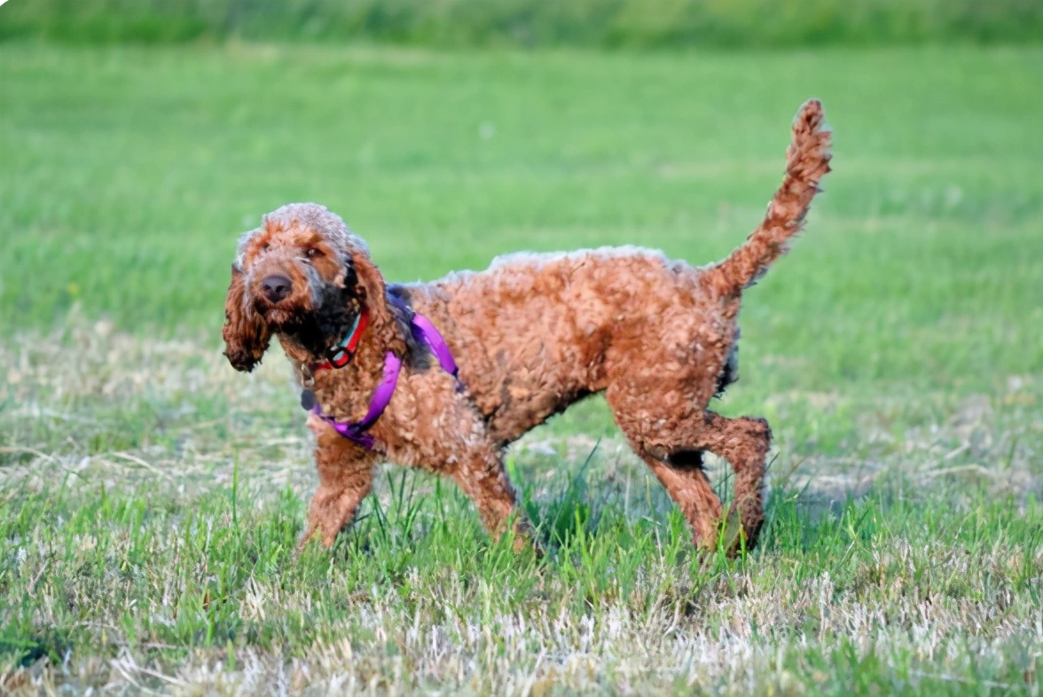 给犬断尾方法的优缺点,给泰迪断尾有必要吗