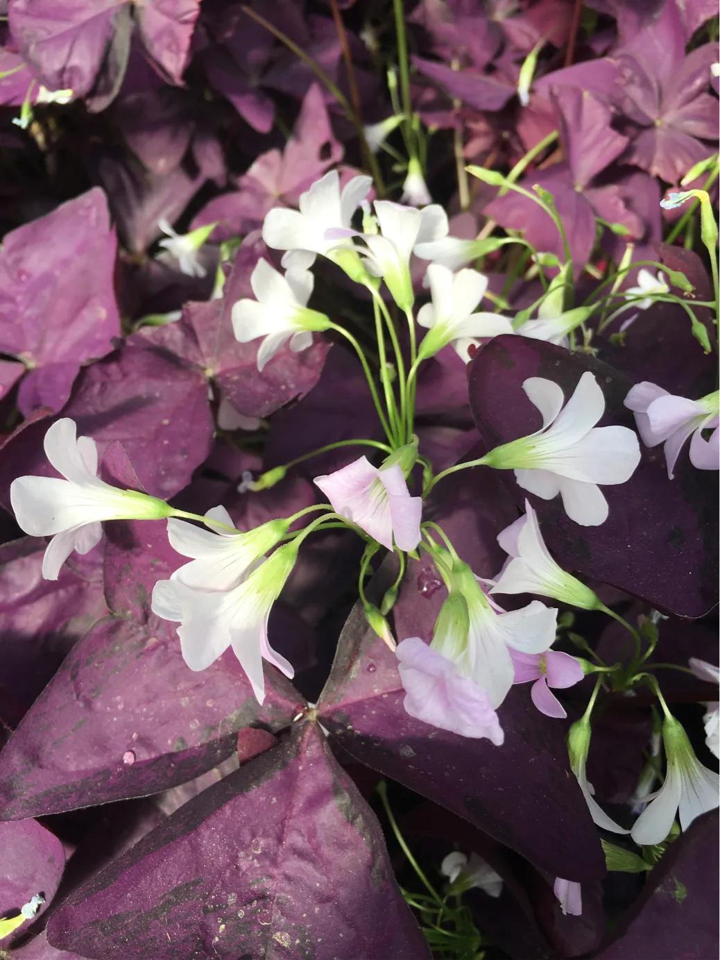 孕妈妈们看过来，超详细的孕期产检攻略，助你事半功倍