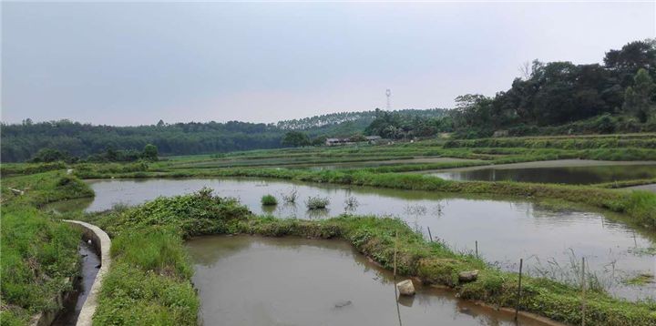 田螺养殖前景成本技术分析,田螺养殖主要是靠什么赚钱的