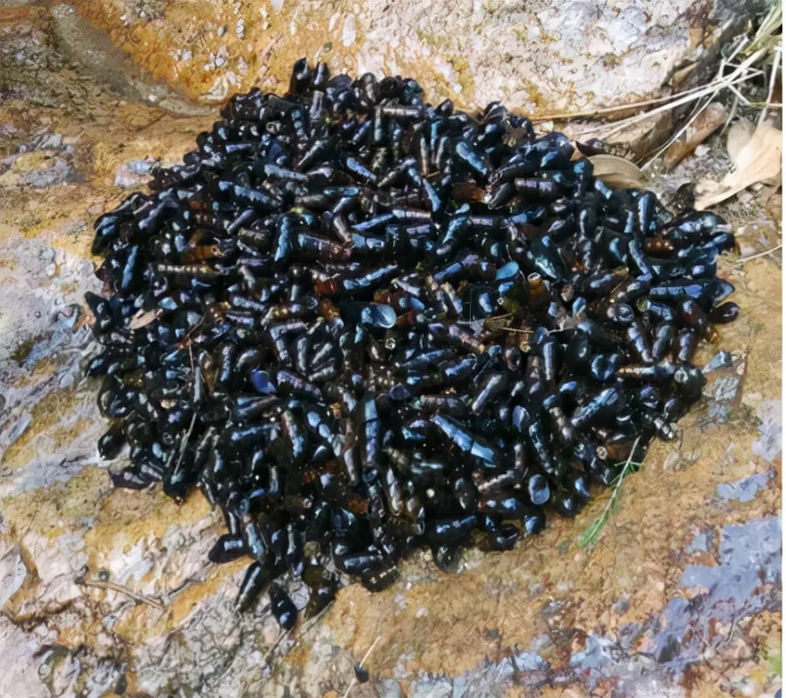 野生山坑螺捡回来要养着吐沙吗,山坑螺生存技巧