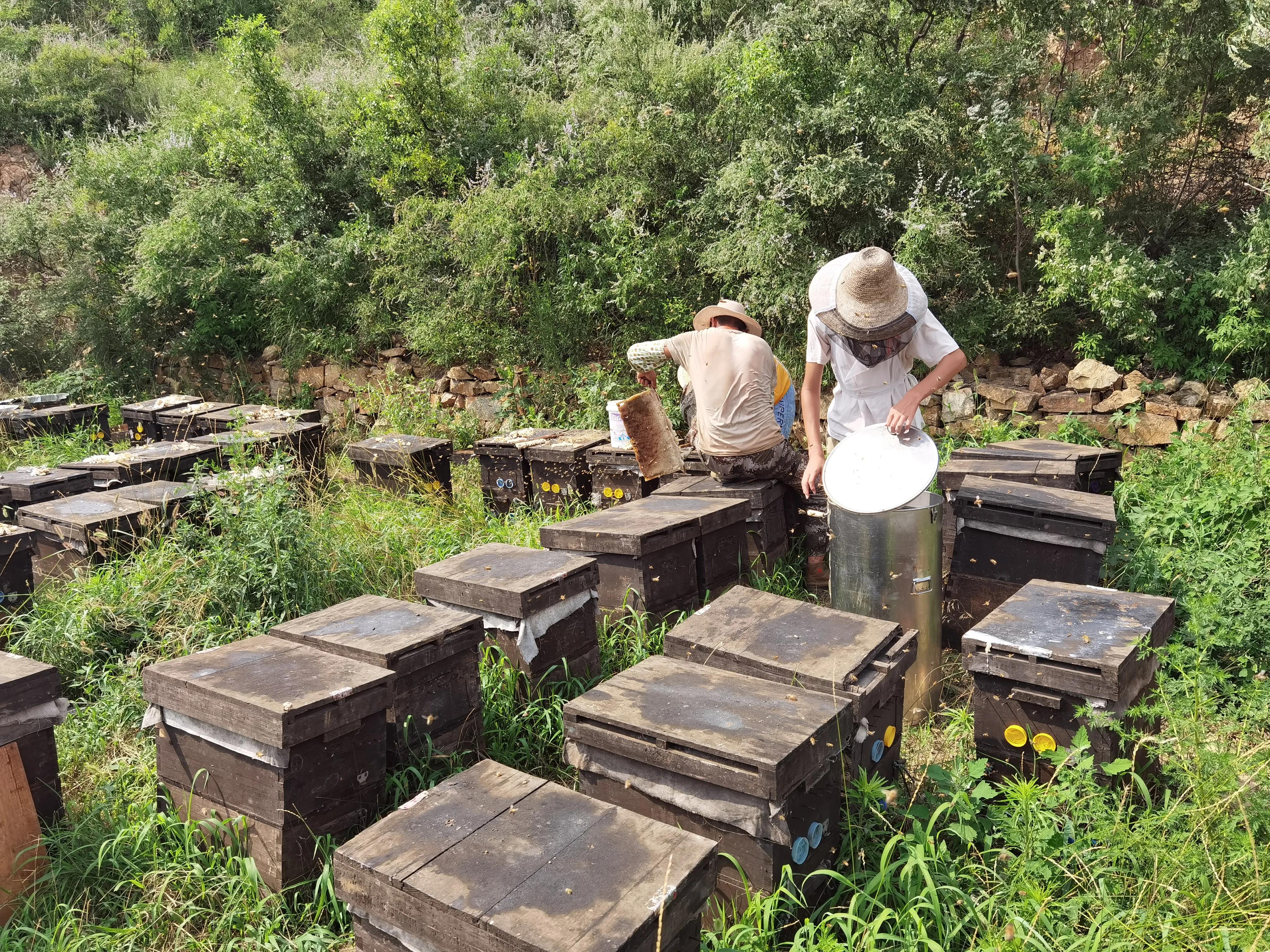 10几块一斤蜂蜜是真的吗 (网上二十几块钱一斤的蜂蜜)