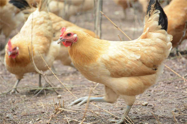 笼养鸡散养多久可以改变肉质,散养鸡和笼养鸡的区别