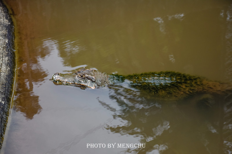 九州别府地狱温泉,别府八大地狱温泉攻略