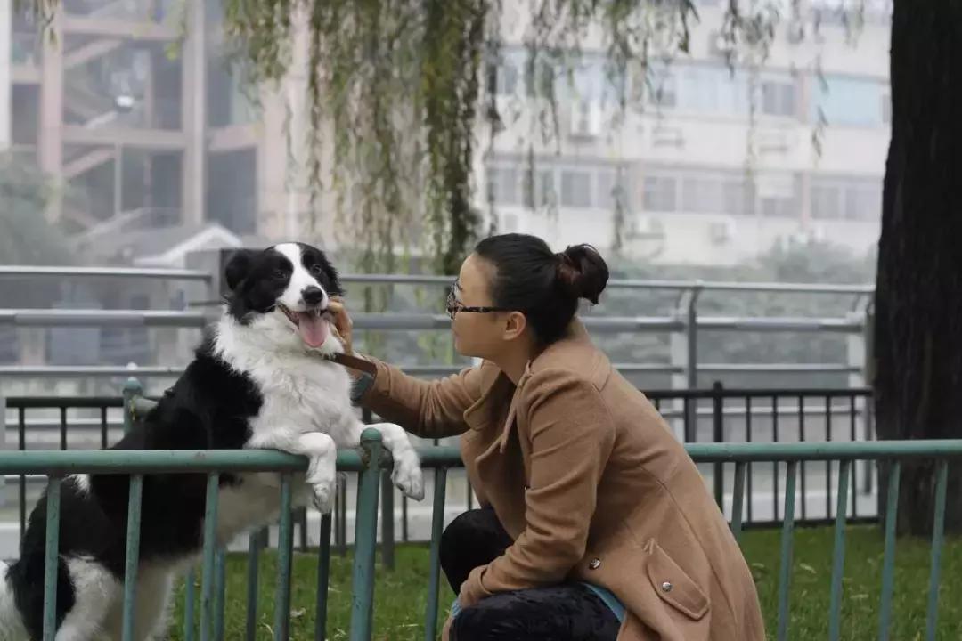 新手铲屎官训狗狗的方法大全,狗狗喂养小常识铲屎官你get了吗