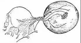 女性腹部疼痛吃什么药,女性下腹疼痛吃什么妇科药