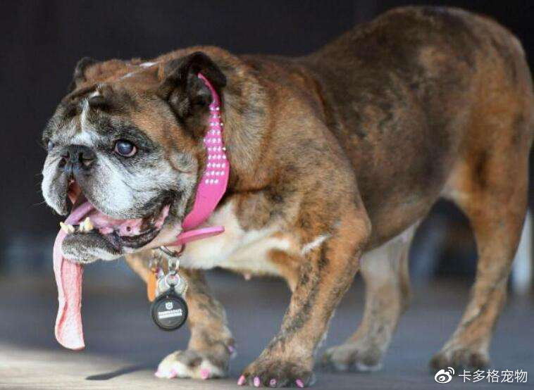 狗狗缺钙怎么补最快最有效的方法,狗狗严重缺钙无法走路多久能恢复