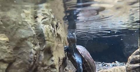 野生中华草龟捡到判几年,2只被放生中华草龟被救