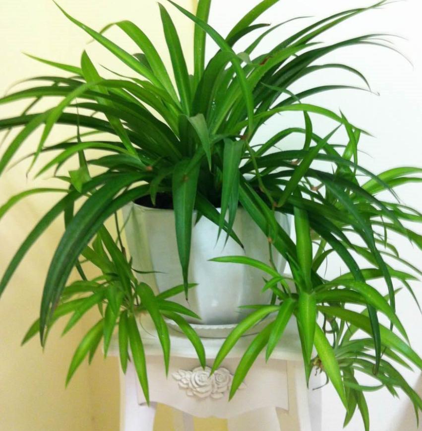 适合阳光暴晒的观叶绿植,适合室内养的高端观叶绿植