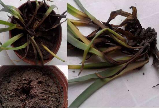 吊兰烂根怎么回事怎么处理,吊兰总是烂叶烂根是啥原因