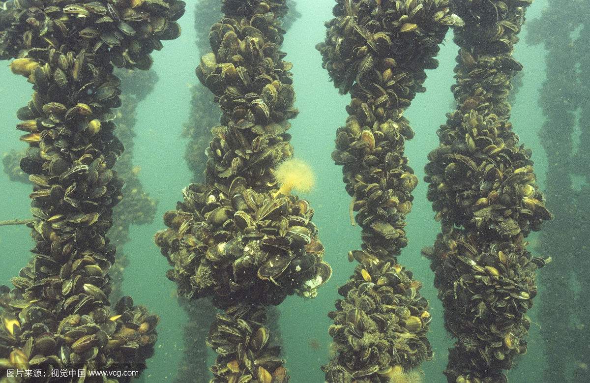 紫贻贝：好吃又好看营养又全面说的正是本贝