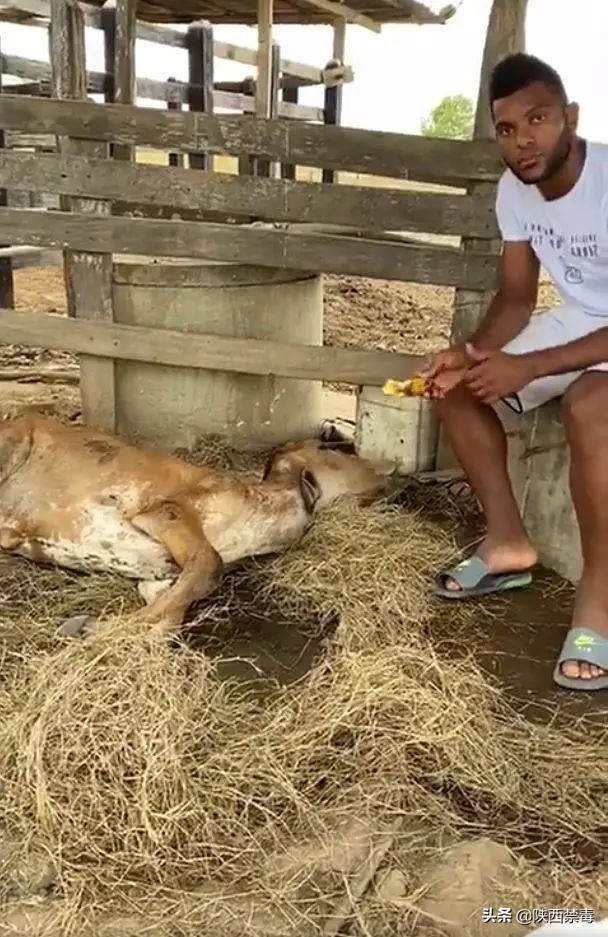 哭笑不得！哥伦比亚球星哭诉：自家母牛被瘾君子整夜“侵犯虐待”判若两牛！