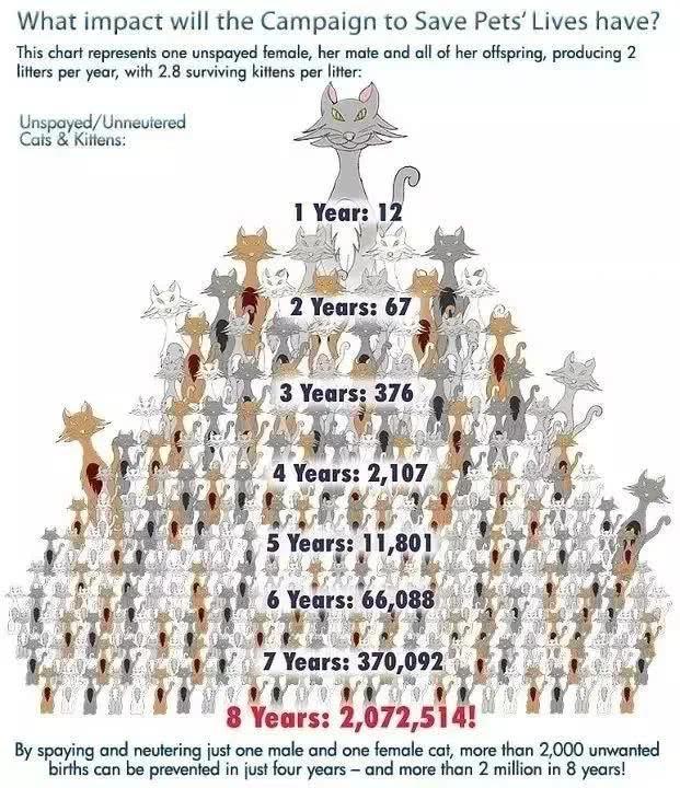 春天来了，家里的动物开始了兴奋，被困在家中的你该如何帮助它呢