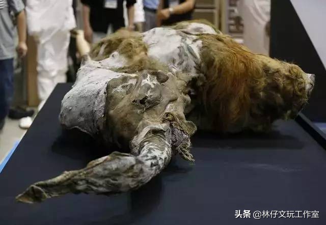 1500左右的猛犸象牙是真的么 (猛犸象牙是否适合收藏)