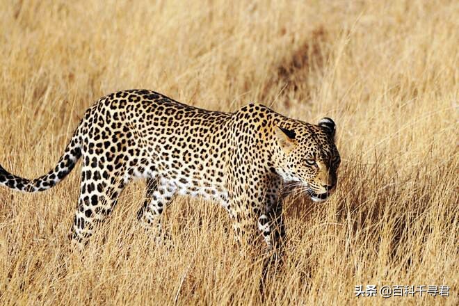西亚现存最强大的猫科猛兽,史上最凶猛的八大猫科动物