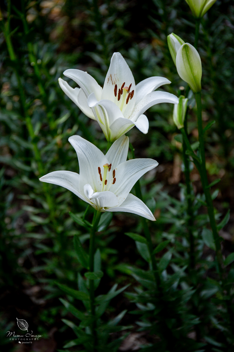 江南百年园林,江南私家园林所蕴含的人文情怀