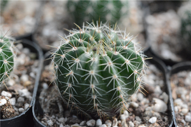 仙人掌介绍60多种独特的仙人掌,仙人掌开花的美图