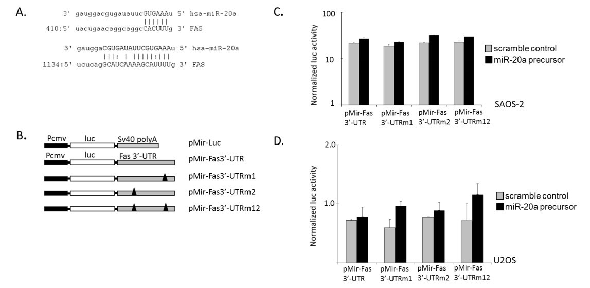 美国学者发现miR-20a可以治疗性地靶向抑制骨肉瘤细胞肺转移