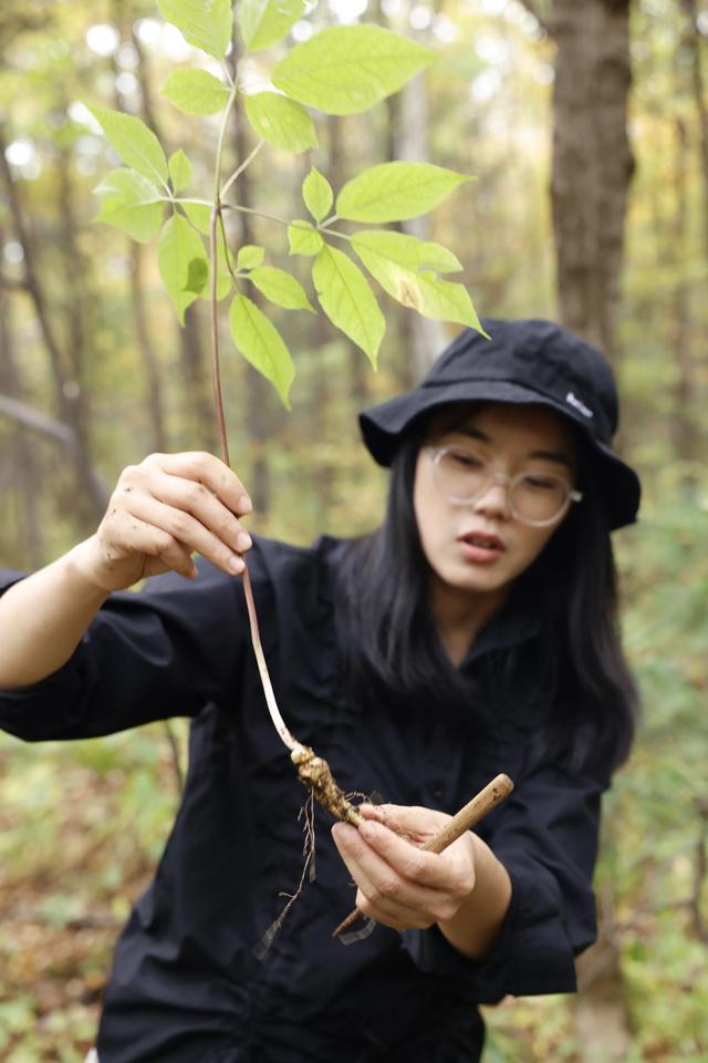 长白山百年野生人参为什么贵,长白山人参最好在哪里